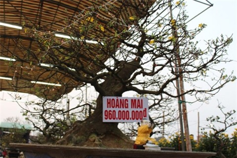 cây mai tiền tỷ, Tết, đại gia