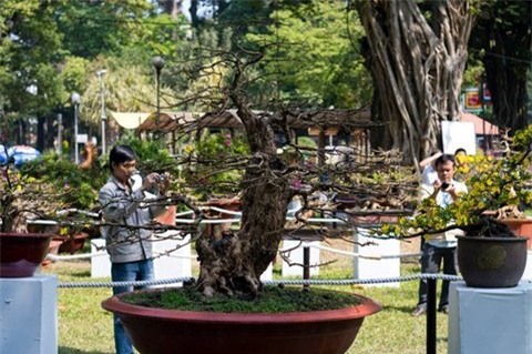 cây mai tiền tỷ, Tết, đại gia