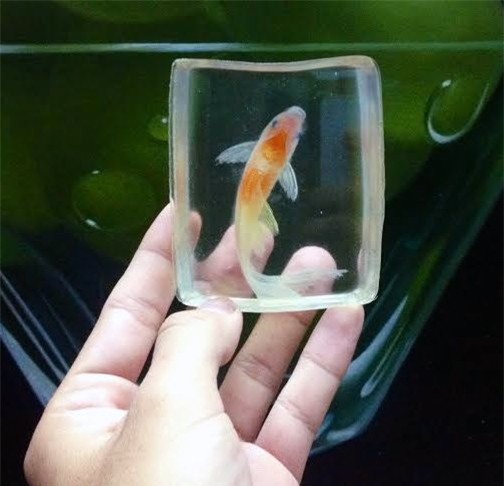 Tranh 3D, tranh cá, tranh cá 3D, 8x, Lê Phạm Chiến Thắng, tranh nghệ thuật, tranh-3D, tranh-cá, tranh-cá-3D, Lê-Phạm-Chiến-Thắng, tranh-nghệ-thuật