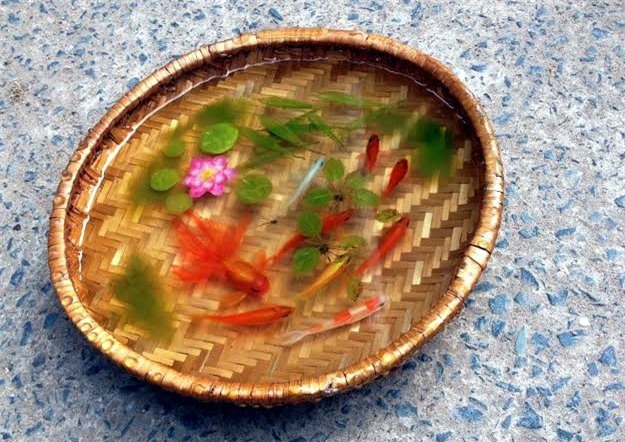 Tranh 3D, tranh cá, tranh cá 3D, 8x, Lê Phạm Chiến Thắng, tranh nghệ thuật, tranh-3D, tranh-cá, tranh-cá-3D, Lê-Phạm-Chiến-Thắng, tranh-nghệ-thuật