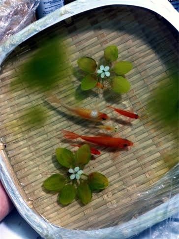 Tranh 3D, tranh cá, tranh cá 3D, 8x, Lê Phạm Chiến Thắng, tranh nghệ thuật, tranh-3D, tranh-cá, tranh-cá-3D, Lê-Phạm-Chiến-Thắng, tranh-nghệ-thuật