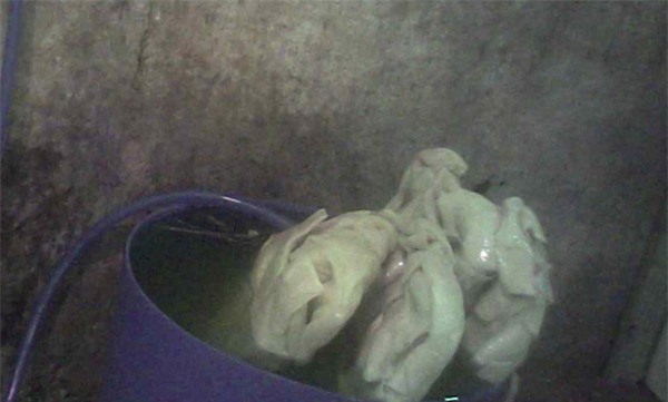 mực tươi, mực bẩn, mực đông lạnh