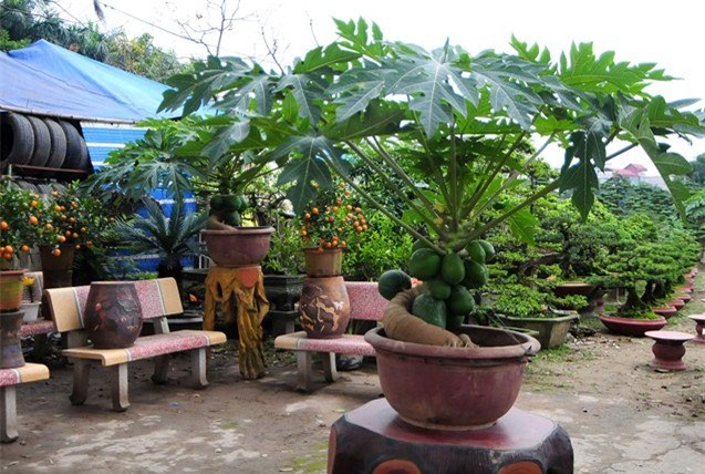 du du bonsai "dem qua ra tien" hut khach dip tet hinh anh 1