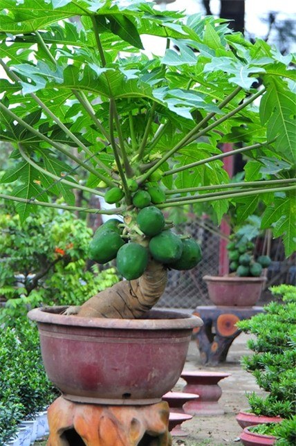 du du bonsai "dem qua ra tien" hut khach dip tet hinh anh 10