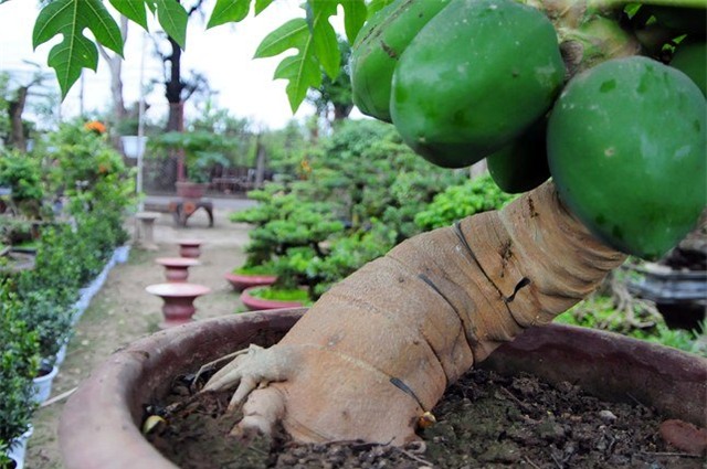 du du bonsai "dem qua ra tien" hut khach dip tet hinh anh 3