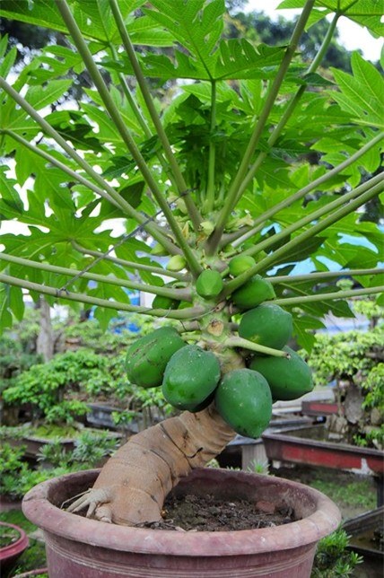 du du bonsai "dem qua ra tien" hut khach dip tet hinh anh 5