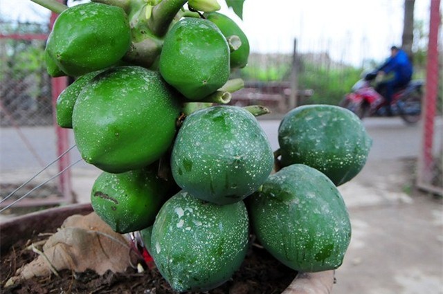 du du bonsai "dem qua ra tien" hut khach dip tet hinh anh 8