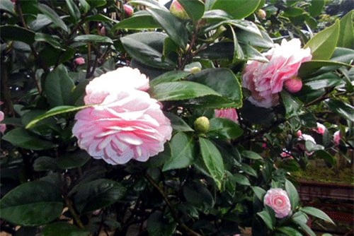 đại gia, đại gia cây cảnh, cây cảnh, chơi cây cảnh, cây cảnh độc lạ, cây cảnh Tết, Tết, bí quyết kiếm tiền, đại-gia-cây-cảnh, cây-cảnh, chơi-cây-cảnh, cây-cảnh-độc-lạ, bí-quyết-kiếm-tiền