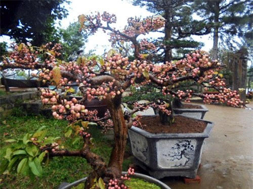 đại gia, đại gia cây cảnh, cây cảnh, chơi cây cảnh, cây cảnh độc lạ, cây cảnh Tết, Tết, bí quyết kiếm tiền, đại-gia-cây-cảnh, cây-cảnh, chơi-cây-cảnh, cây-cảnh-độc-lạ, bí-quyết-kiếm-tiền