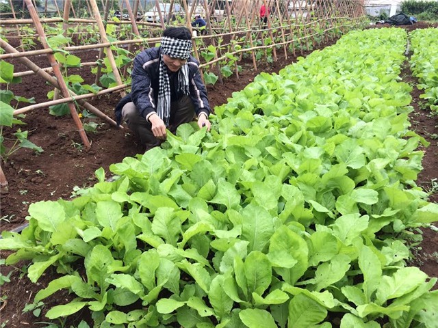 rau xanh, khan hàng, tăng giá, tăng gấp 5 lần, rét lịch sử, hà nội, dịp tết, thiệt hại, rau-xanh, khan-hàng, tăng-giá, tăng-gấp-5-lần, rét-lịch-sử, Hà-Nội, dịp-tết, thiệt-hại