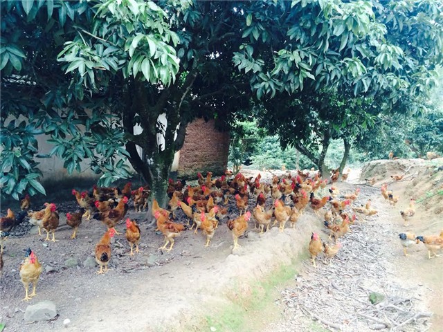 Gà ri, gà ri đặc sản, Tết nguyên đán, chăn nuôi, thu lãi, người chăn nuôi, thị trường, mùa tết, gà sạch, gà thả vườn, gà-ri, gà-ri-đặc-sản, tết-nguyên-đán, chăn-nuôi, thu-lãi, người-chăn-nuôi, thị-trường, mùa-tết, gà-sạch, gà-thả-vườn