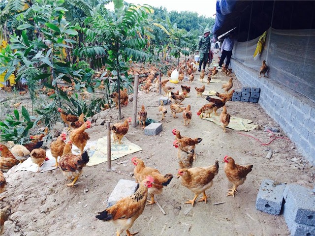 Gà ri, gà ri đặc sản, Tết nguyên đán, chăn nuôi, thu lãi, người chăn nuôi, thị trường, mùa tết, gà sạch, gà thả vườn, gà-ri, gà-ri-đặc-sản, tết-nguyên-đán, chăn-nuôi, thu-lãi, người-chăn-nuôi, thị-trường, mùa-tết, gà-sạch, gà-thả-vườn