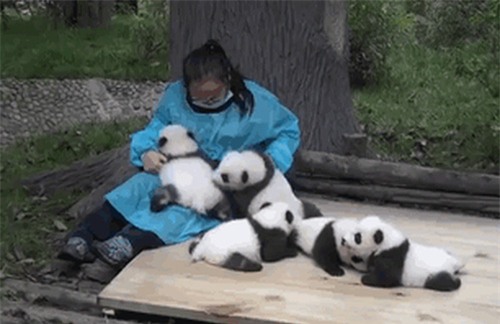 Việc nhẹ lương cao: Ôm gấu trúc thuê, kiếm 58 triệu đồng/tháng - Ảnh 3.