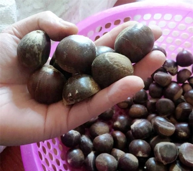 Hạt dẻ Trung Quốc,hạt dẻ Trùng Khánh