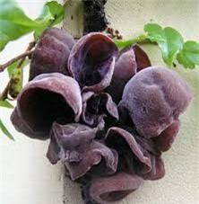 thực phẩm màu đen, mùa đông, mộc nhĩ, gạo đen