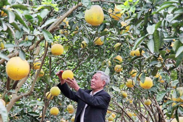 buoi dien len muc 80.000 dong/qua hinh anh 1