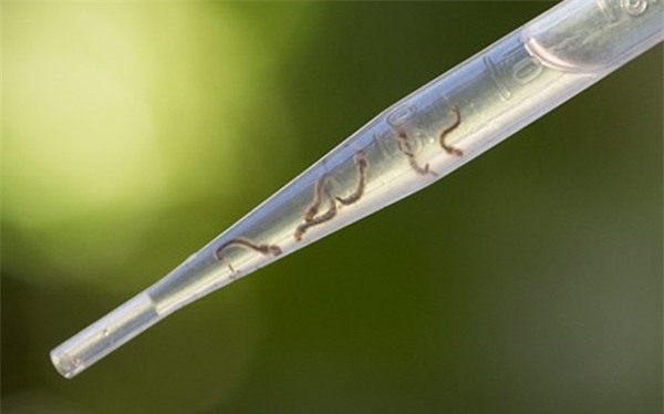 Chùm ảnh: Dịch bệnh Zika đầu nhỏ - nỗi khiếp sợ của toàn thế giới - Ảnh 4.