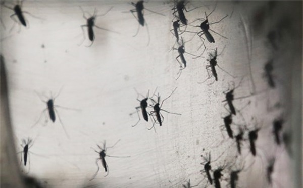 Chùm ảnh: Dịch bệnh Zika đầu nhỏ - nỗi khiếp sợ của toàn thế giới - Ảnh 6.
