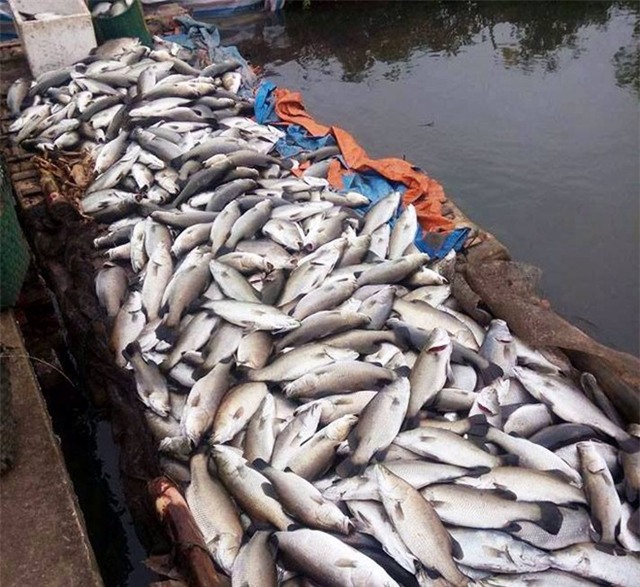 Cá vược ở Thái Bình vẫn tiếp tục chết cóng 