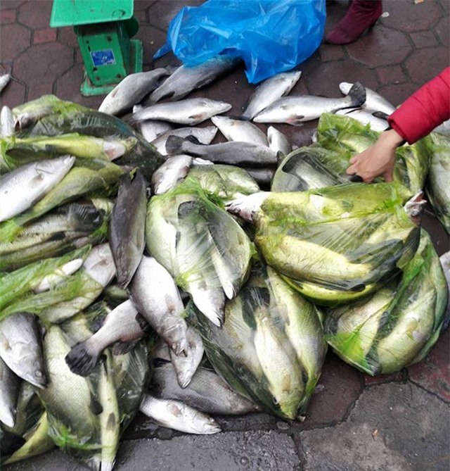 Cá vược ở Thái Bình vẫn tiếp tục chết cóng 