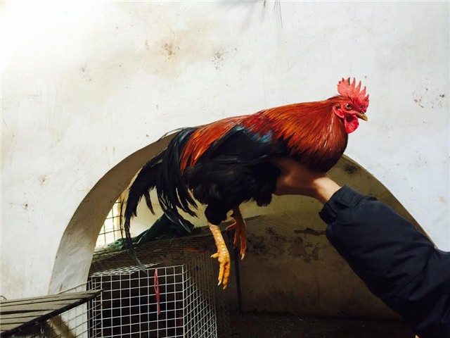 gà tiến vua, gà đặc sản, gà chín cựa, gà hồ, gà đông tảo, gà ri lạc sơn, tết nguyên đán, lùng mua, quà biếu, Link seo: