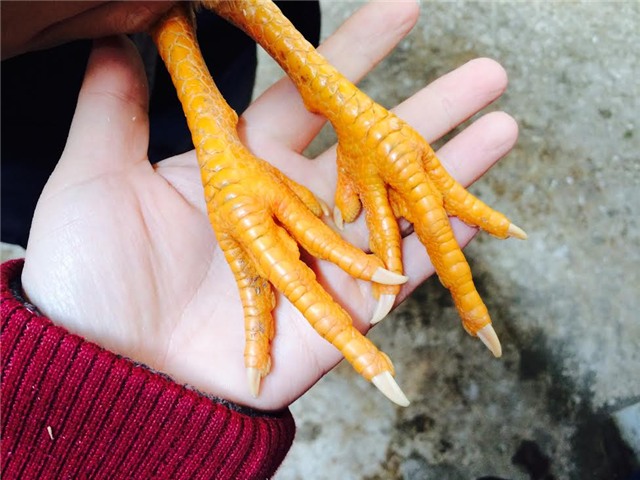 gà tiến vua, gà đặc sản, gà chín cựa, gà hồ, gà đông tảo, gà ri lạc sơn, tết nguyên đán, lùng mua, quà biếu, Link seo: