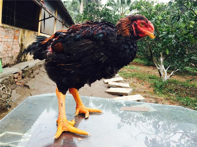 gà tiến vua, gà đặc sản, gà chín cựa, gà hồ, gà đông tảo, gà ri lạc sơn, tết nguyên đán, lùng mua, quà biếu, Link seo: