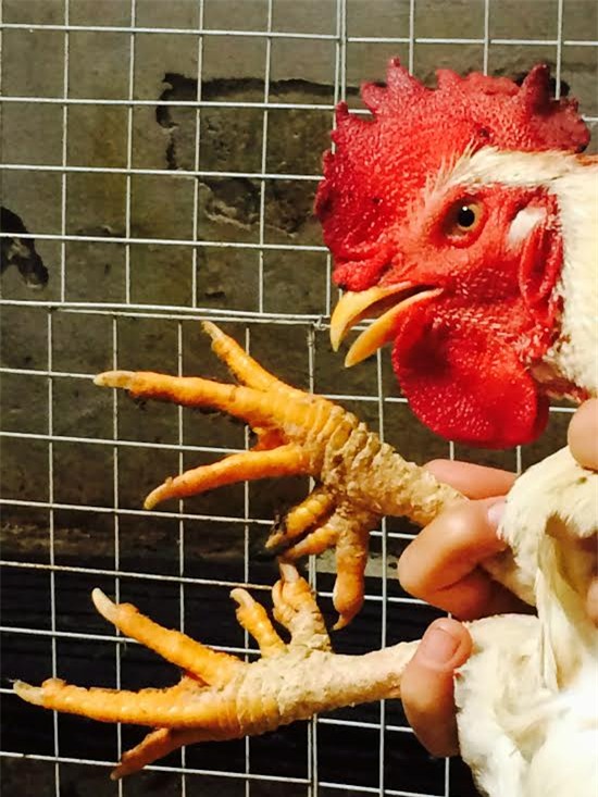 gà tiến vua, gà đặc sản, gà chín cựa, gà hồ, gà đông tảo, gà ri lạc sơn, tết nguyên đán, lùng mua, quà biếu, Link seo: