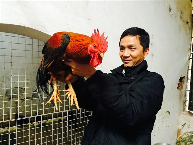 gà tiến vua, gà đặc sản, gà chín cựa, gà hồ, gà đông tảo, gà ri lạc sơn, tết nguyên đán, lùng mua, quà biếu, Link seo: