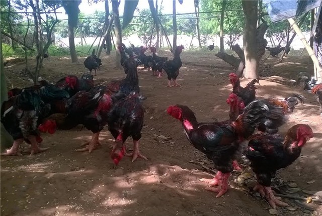 gà tiến vua, gà đặc sản, gà chín cựa, gà hồ, gà đông tảo, gà ri lạc sơn, tết nguyên đán, lùng mua, quà biếu, Link seo: