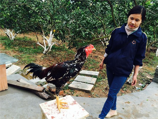 gà tiến vua, gà đặc sản, gà chín cựa, gà hồ, gà đông tảo, gà ri lạc sơn, tết nguyên đán, lùng mua, quà biếu, Link seo: