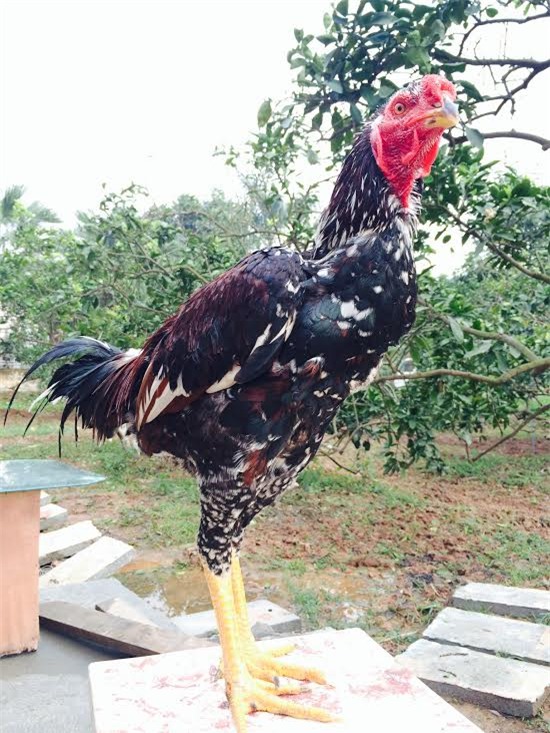 gà tiến vua, gà đặc sản, gà chín cựa, gà hồ, gà đông tảo, gà ri lạc sơn, tết nguyên đán, lùng mua, quà biếu, Link seo: