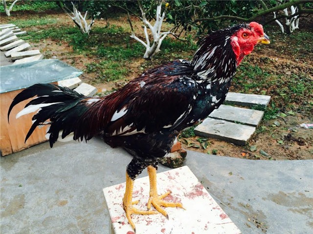 gà tiến vua, gà đặc sản, gà chín cựa, gà hồ, gà đông tảo, gà ri lạc sơn, tết nguyên đán, lùng mua, quà biếu, Link seo: