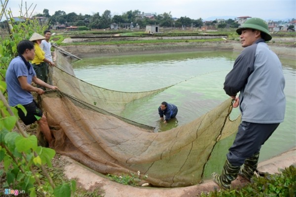 Bắt cá chép đỏ chuẩn bị cúng Táo quân
