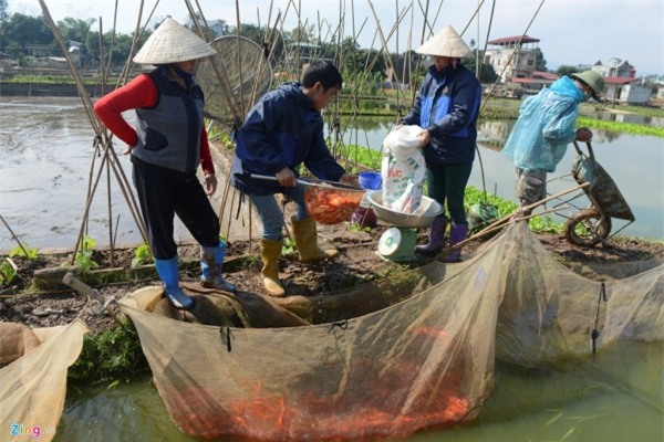 Bắt cá chép đỏ chuẩn bị cúng Táo quân