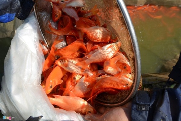 Bắt cá chép đỏ chuẩn bị cúng Táo quân