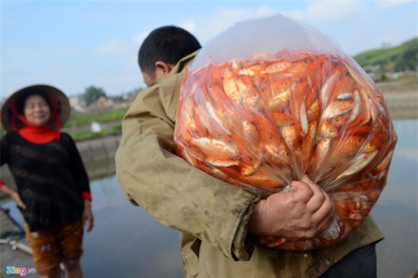 Bắt cá chép đỏ chuẩn bị cúng Táo quân