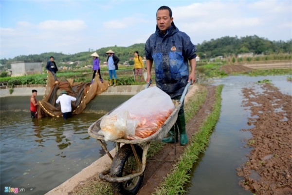 Bắt cá chép đỏ chuẩn bị cúng Táo quân