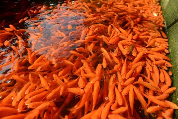 Bắt cá chép đỏ chuẩn bị cúng Táo quân