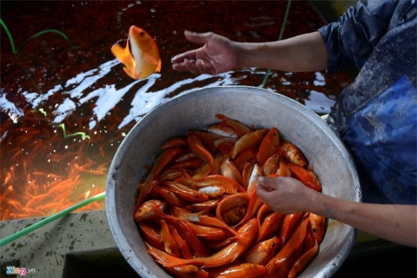 Bắt cá chép đỏ chuẩn bị cúng Táo quân