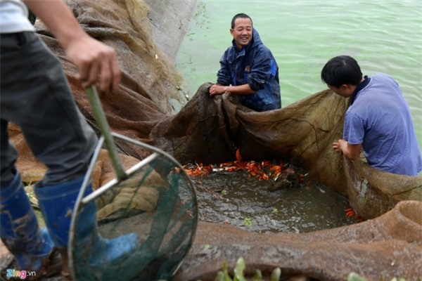 Bắt cá chép đỏ chuẩn bị cúng Táo quân