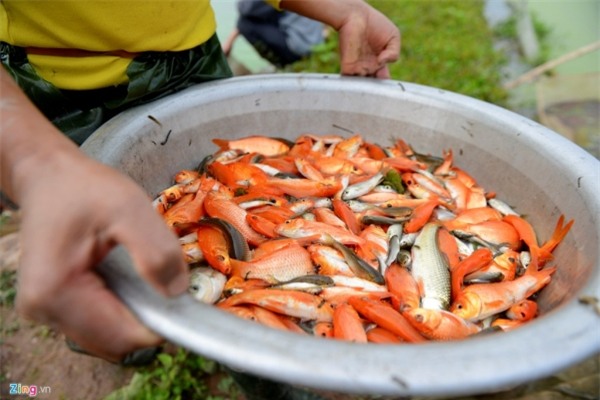 Bắt cá chép đỏ chuẩn bị cúng Táo quân