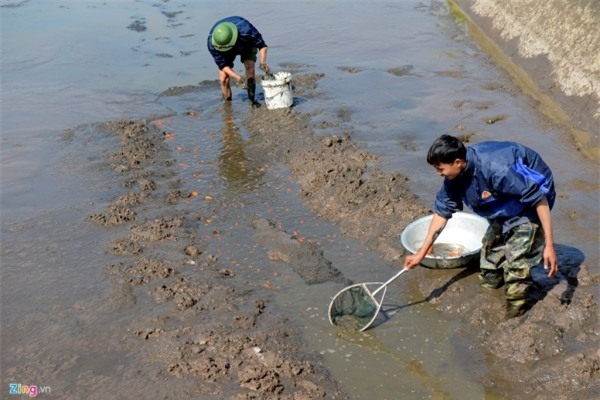 Bắt cá chép đỏ chuẩn bị cúng Táo quân