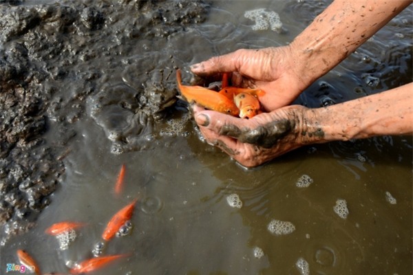 Bắt cá chép đỏ chuẩn bị cúng Táo quân