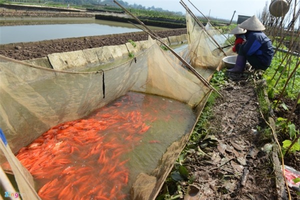 Bắt cá chép đỏ chuẩn bị cúng Táo quân