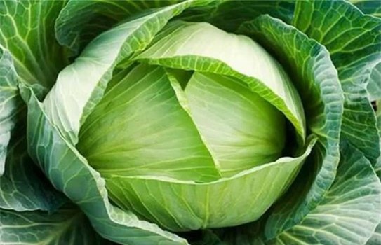 bắp cải, lợi ích của bắp cải