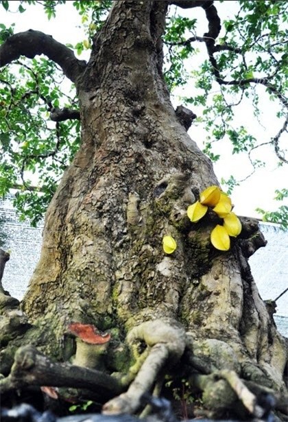 cặp khế, khế cảnh, hội hoa xuân, 1,2 tỷ, sài gòn, cặp-khế, khế-cảnh, hội-hoa-xuân, 1,2-tỷ, sài-gòn