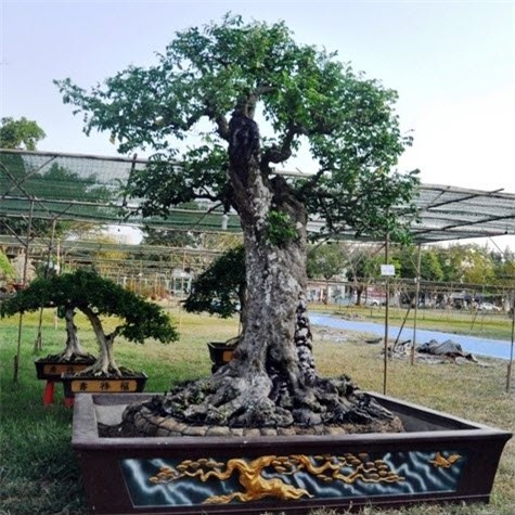 cặp khế, khế cảnh, hội hoa xuân, 1,2 tỷ, sài gòn, cặp-khế, khế-cảnh, hội-hoa-xuân, 1,2-tỷ, sài-gòn