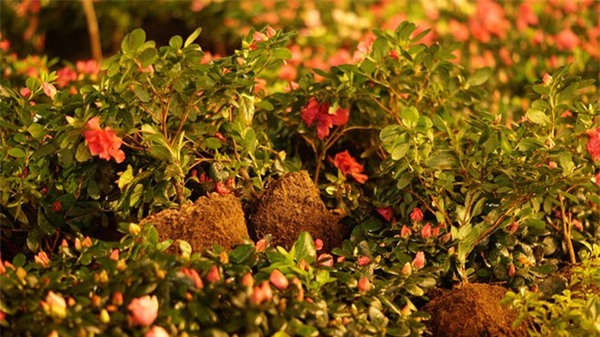 Người dân đừng trộm hoa ven hồ Gươm nữa - Ảnh 1.