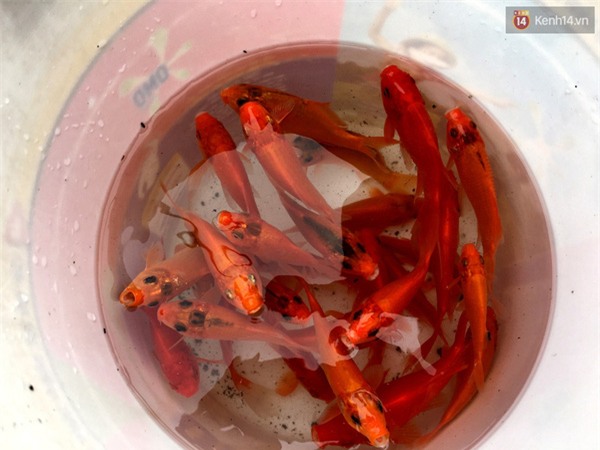 Hà Nội: Cá chép vừa thả để về trời đã bị quây vợt bắt lại - Ảnh 8.